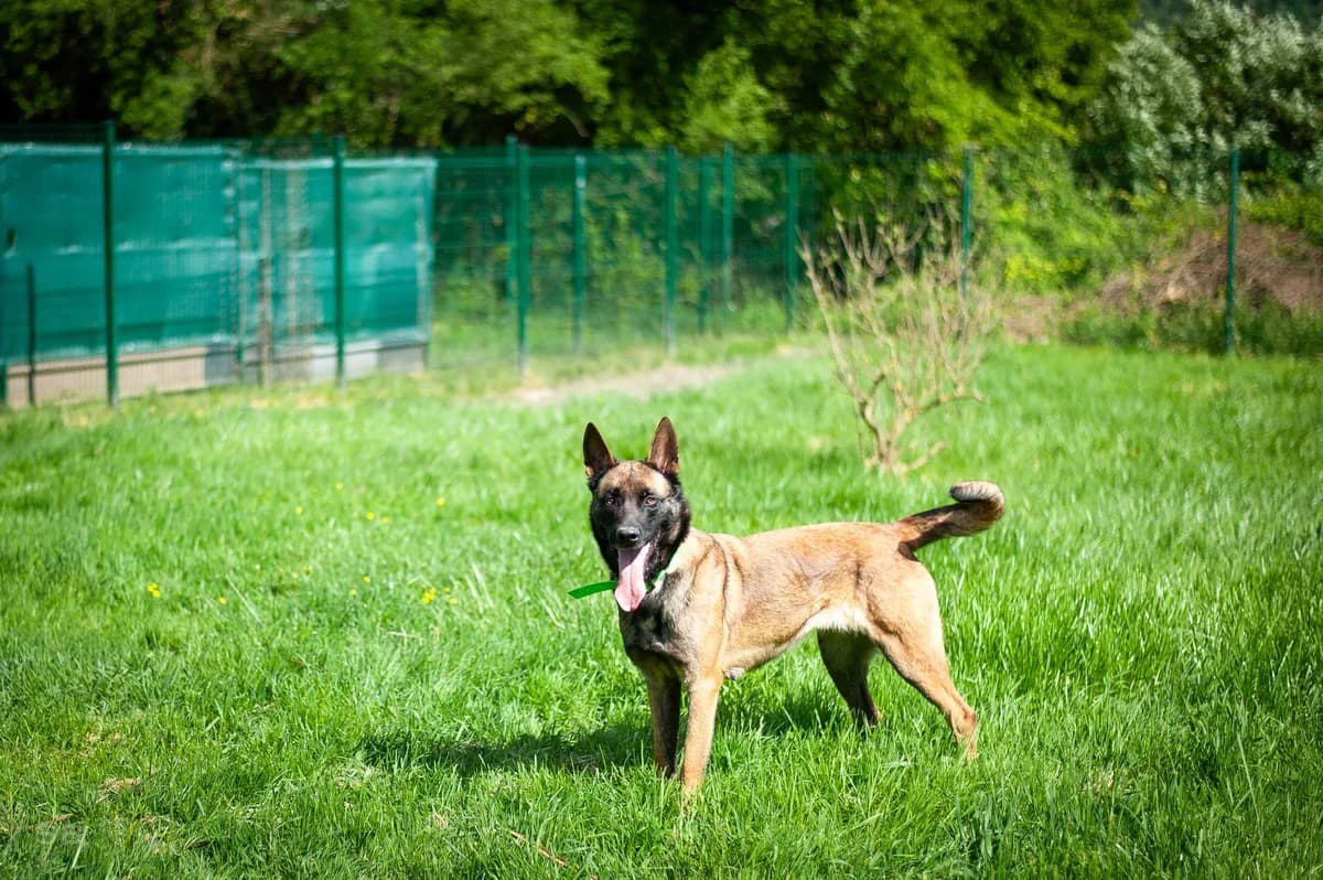 Naika, Fauve charbonnée female Belgian Malinois for adoption at APAGI — photo 8 of 11