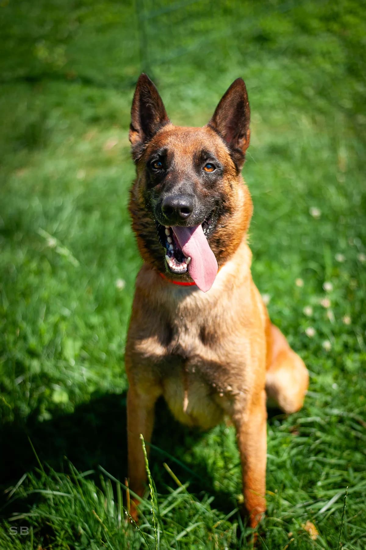 Tyger, Fauve masque noir male 4yo Belgian Malinois for adoption at APAGI, Le Versoud