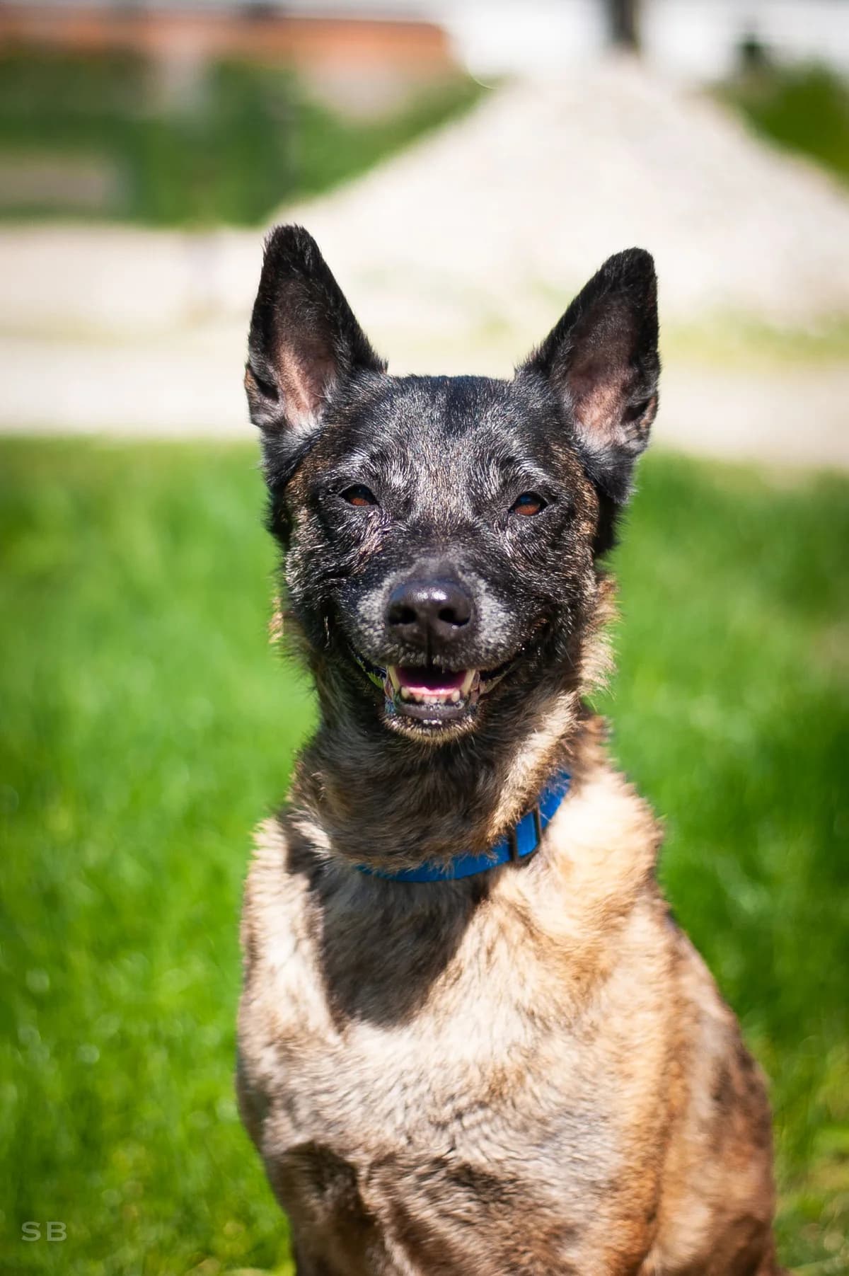 Luna, Fauve charbonnée female Belgian Malinois for adoption at APAGI, Le Versoud