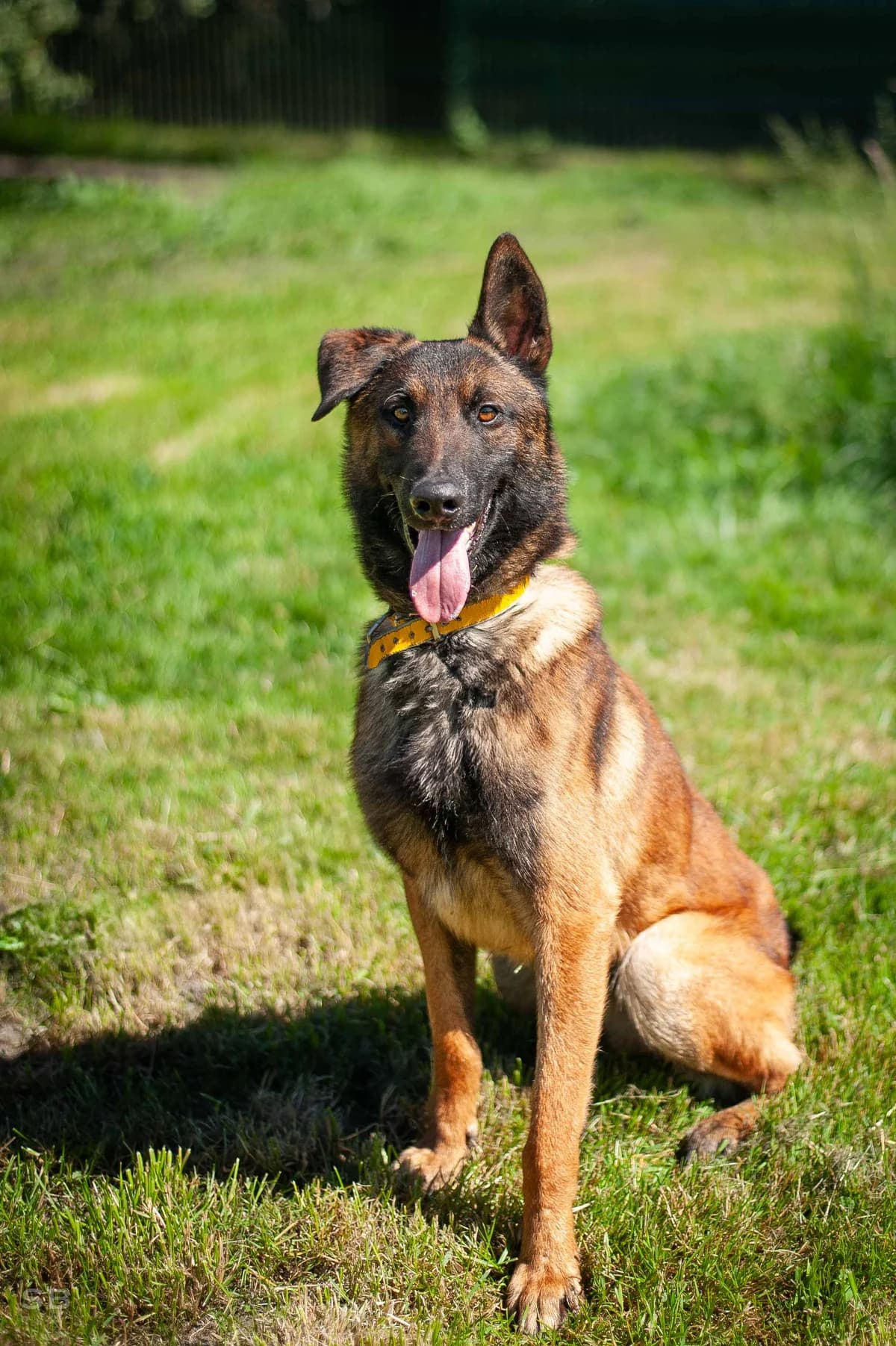 Ulko, Fauve masque noir male young Belgian Malinois for adoption at APAGI, Le Versoud