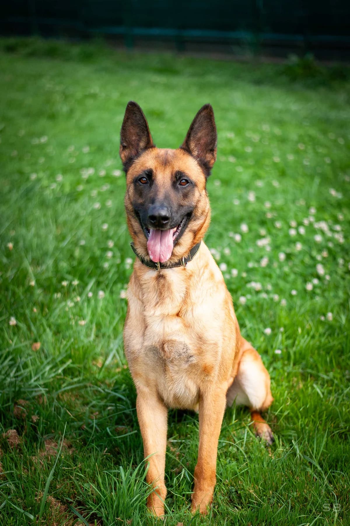 Rok, Fauve male Belgian Malinois for adoption at APAGI