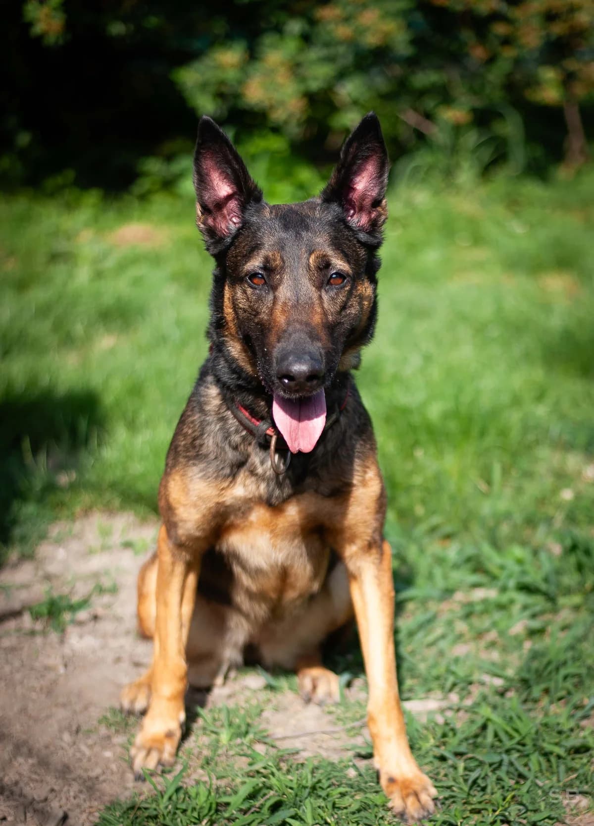 Vaiana, Fauve charbonnée female Belgian Malinois for adoption at APAGI