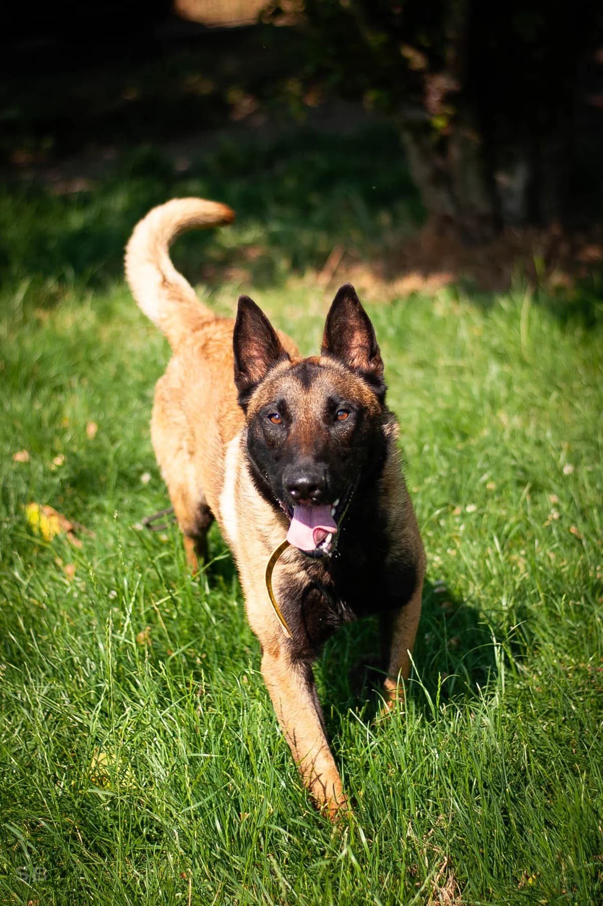 Dixon, Fauve charbonnée male young Belgian Malinois for adoption at APAGI, Le Versoud