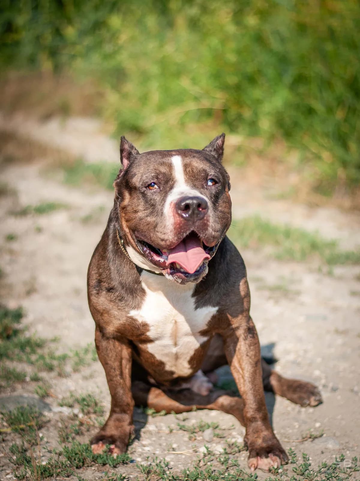 Kratos, Merle noir male American Bully for adoption at APAGI