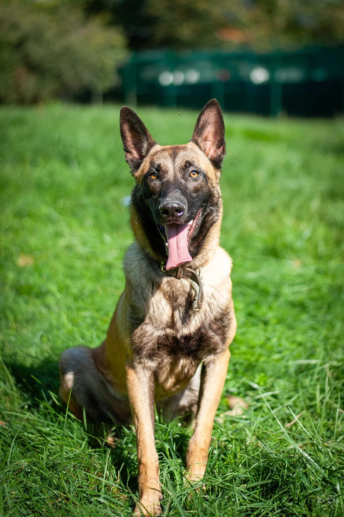 Taygo, Fauve charbonnée male young Belgian Malinois for adoption at APAGI, Le Versoud