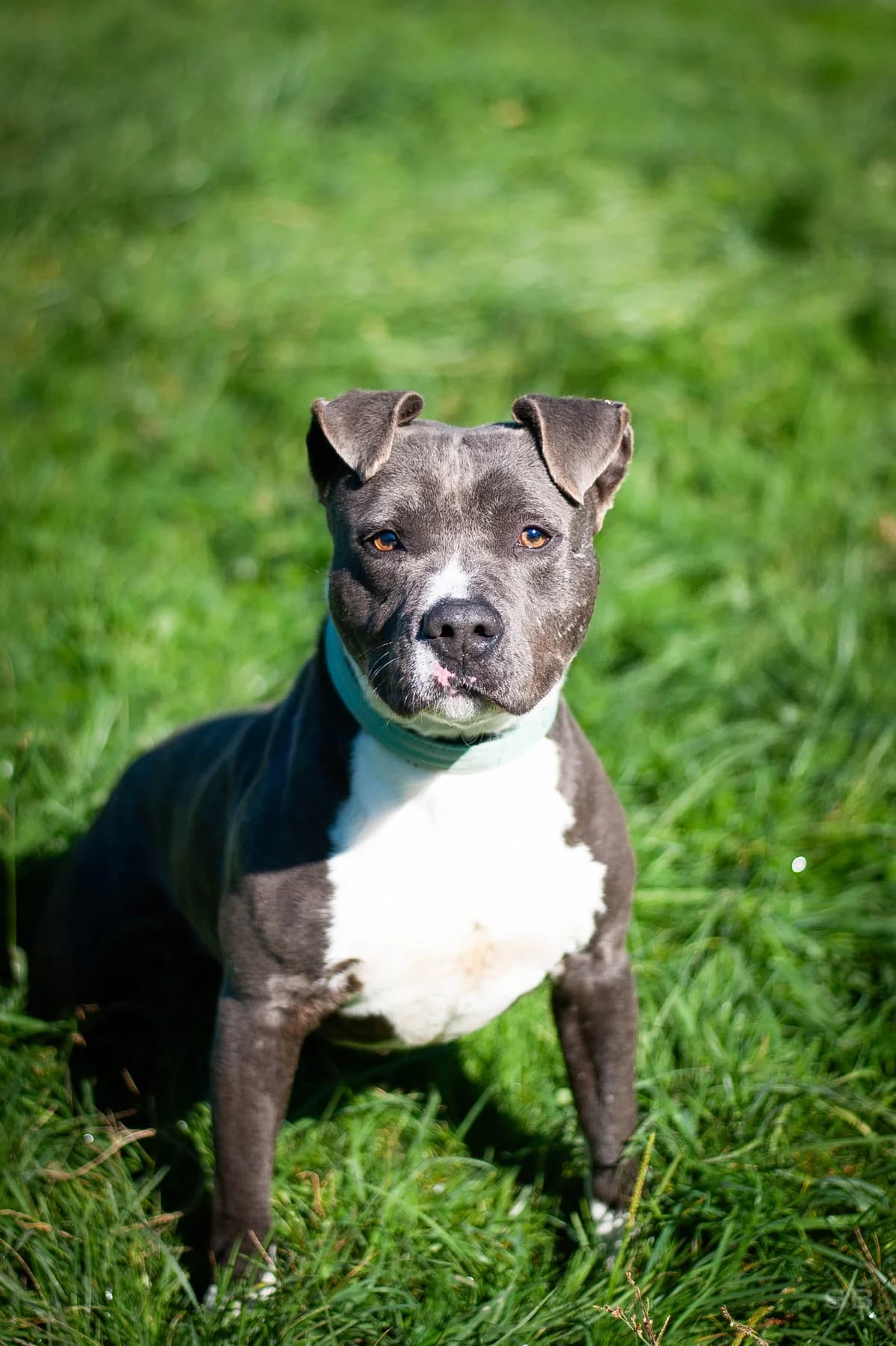 Tenor, Bleue panachure blanche male American Staffordshire Terrier for adoption at APAGI, Le Versoud