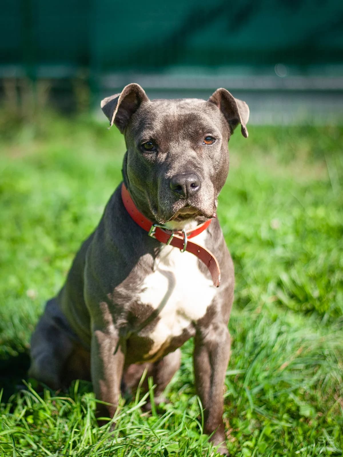 Berreta, Gris et blanc male American Staffordshire Terrier for adoption at APAGI, Le Versoud