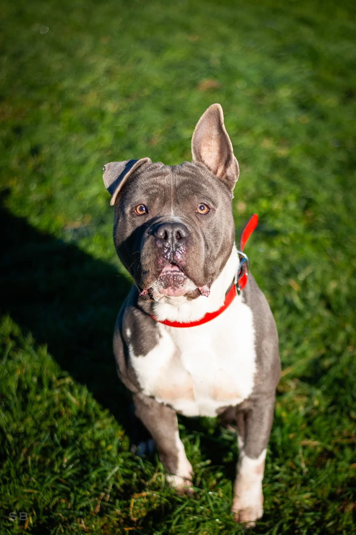 Rosco, Gris et blanc male American Staffordshire Terrier for adoption at APAGI, Le Versoud