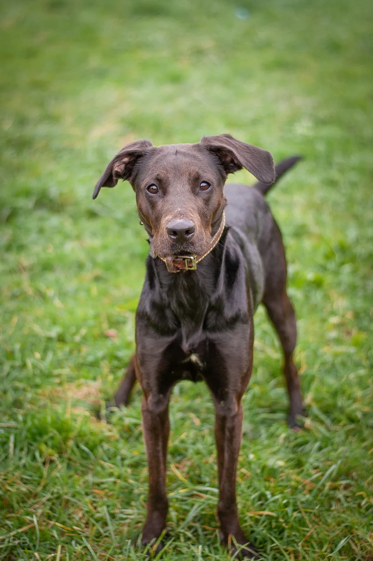 Leia, Noir et marron female young mixed breed for adoption at APAGI, Le Versoud