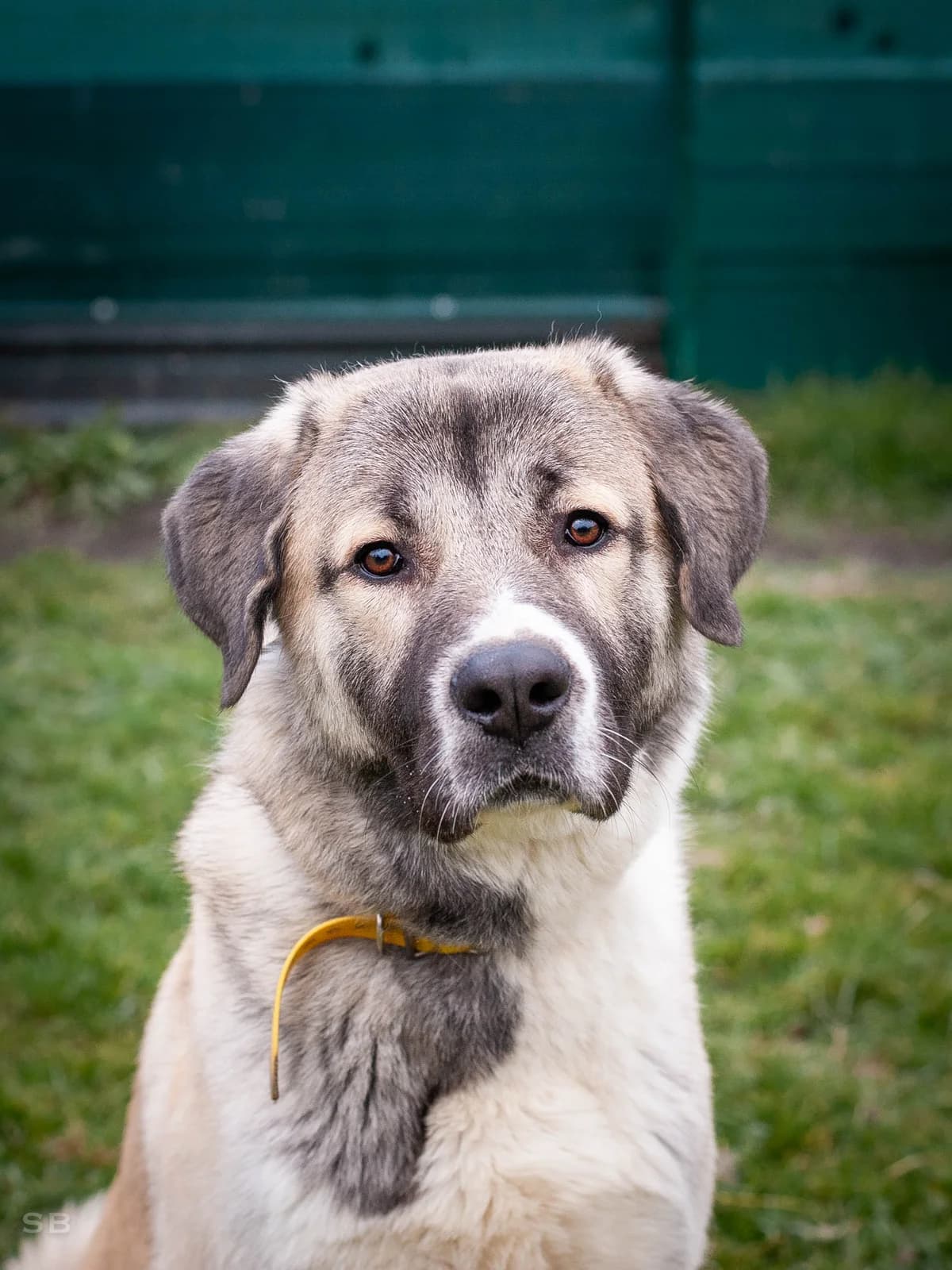 Baikal, Sable charbonné et blanc male mixed breed for adoption at APAGI, Le Versoud