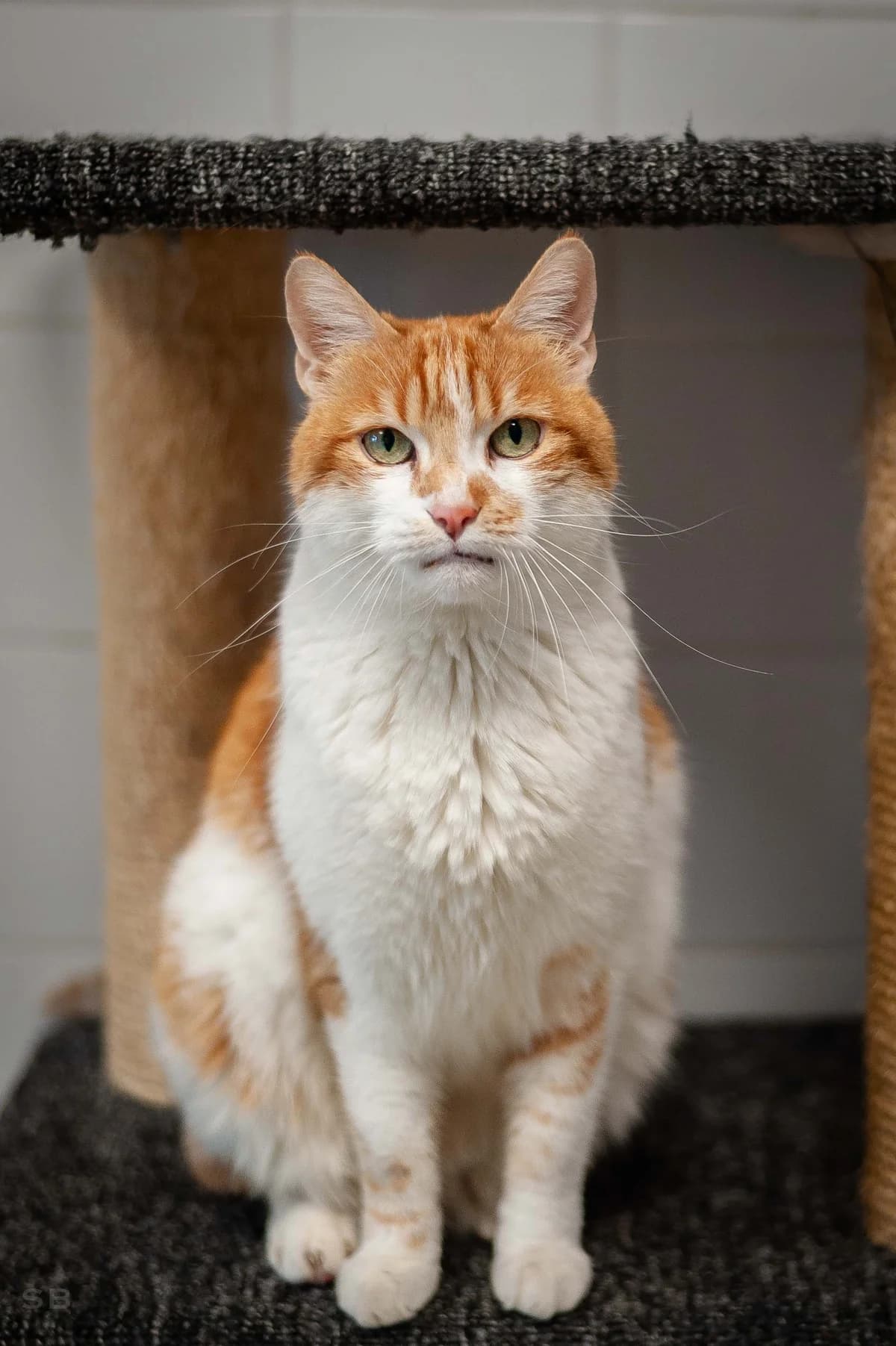 Kodak, Roux et blanc male senior European Shorthair for adoption at APAGI, Le Versoud