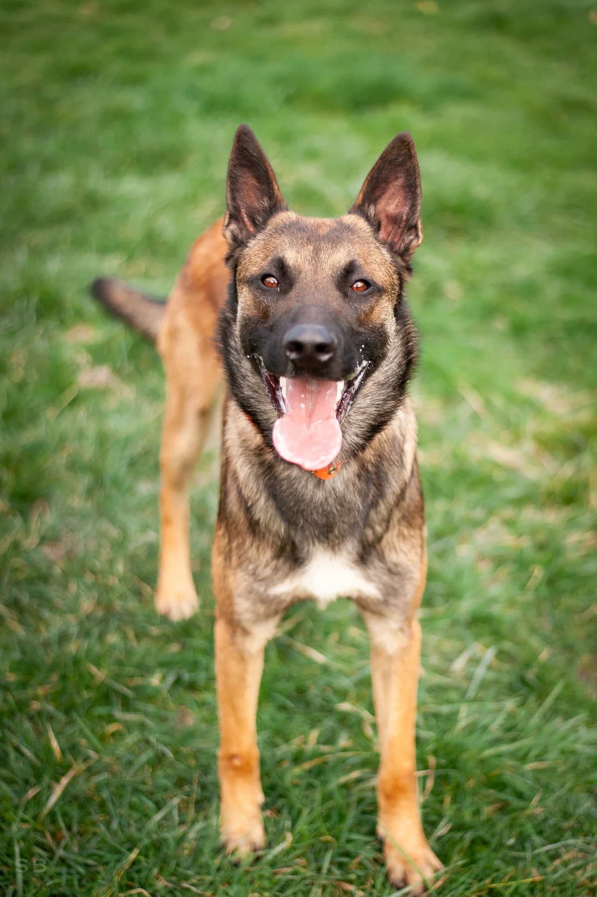 Kumquat, Fauve charbonnée plastron blanc male young Belgian Malinois for adoption at APAGI, Le Versoud