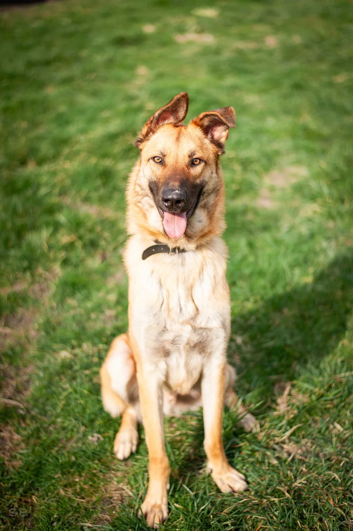 Lucky (dit Lucario), fauve male young mixed breed for adoption at APAGI, Le Versoud