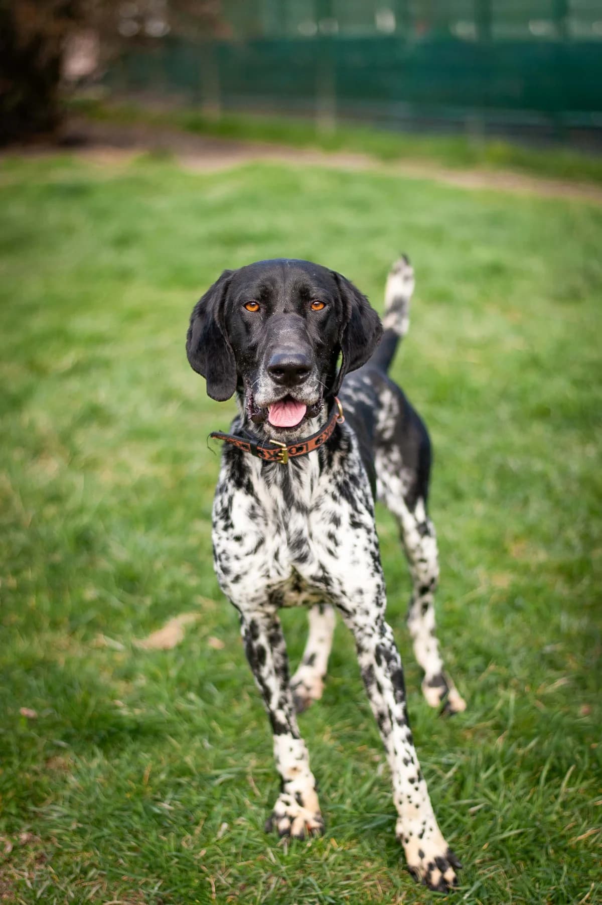 Kuro, Noir et blanc moucheté male 4yo Pointer for adoption at APAGI, Le Versoud