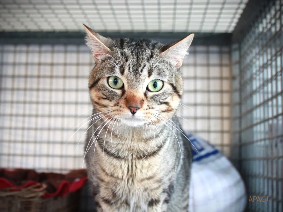 Rowan, Tigré male European Shorthair for adoption at APAGI
