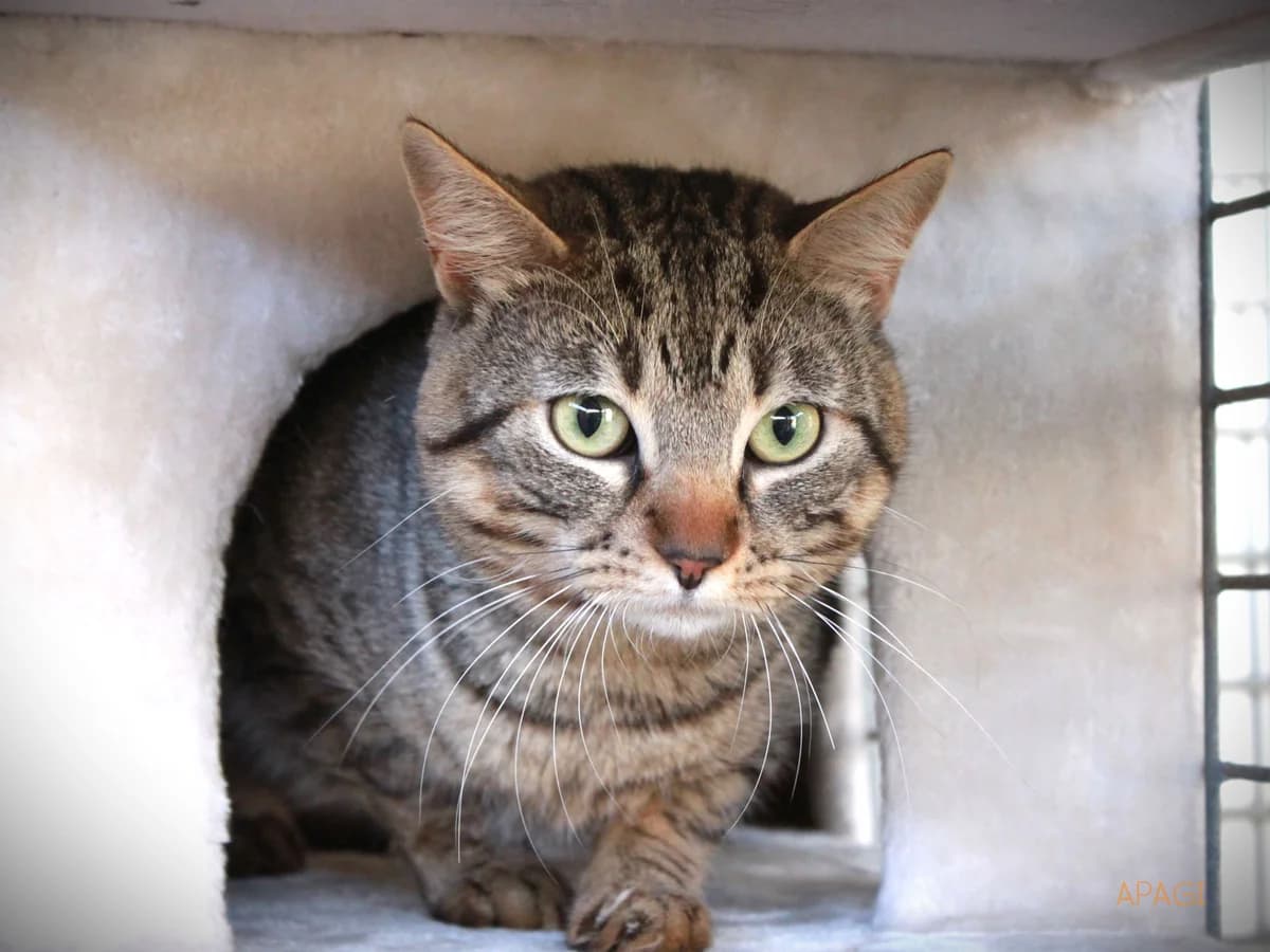 Rowan, Tigré male European Shorthair for adoption at APAGI — photo 2 of 6