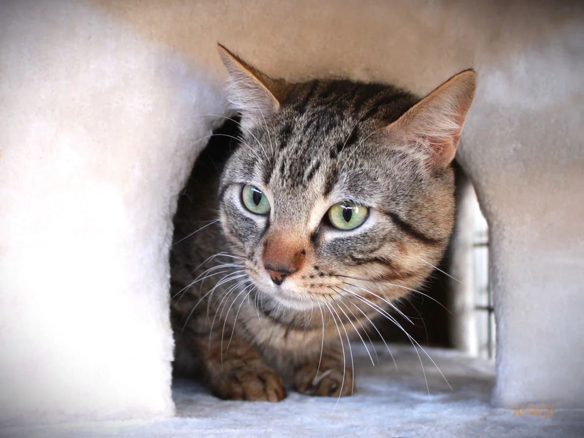 Rowan, Tigré male European Shorthair for adoption at APAGI — photo 3 of 6