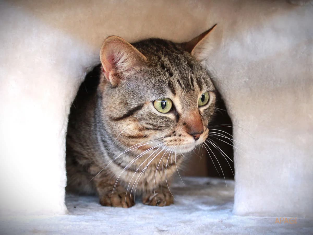 Rowan, Tigré male European Shorthair for adoption at APAGI — photo 4 of 6