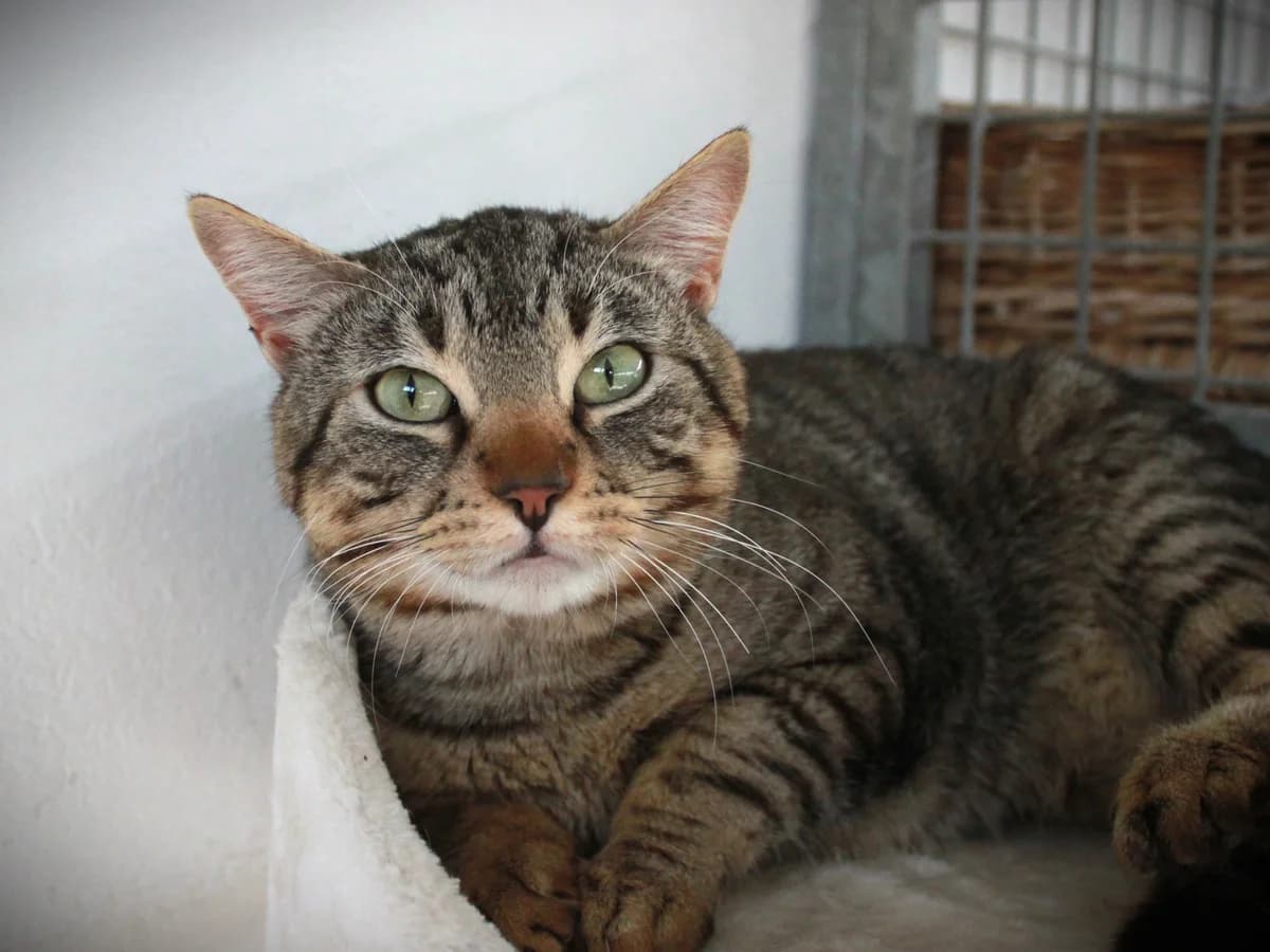 Rowan, Tigré male European Shorthair for adoption at APAGI — photo 5 of 6