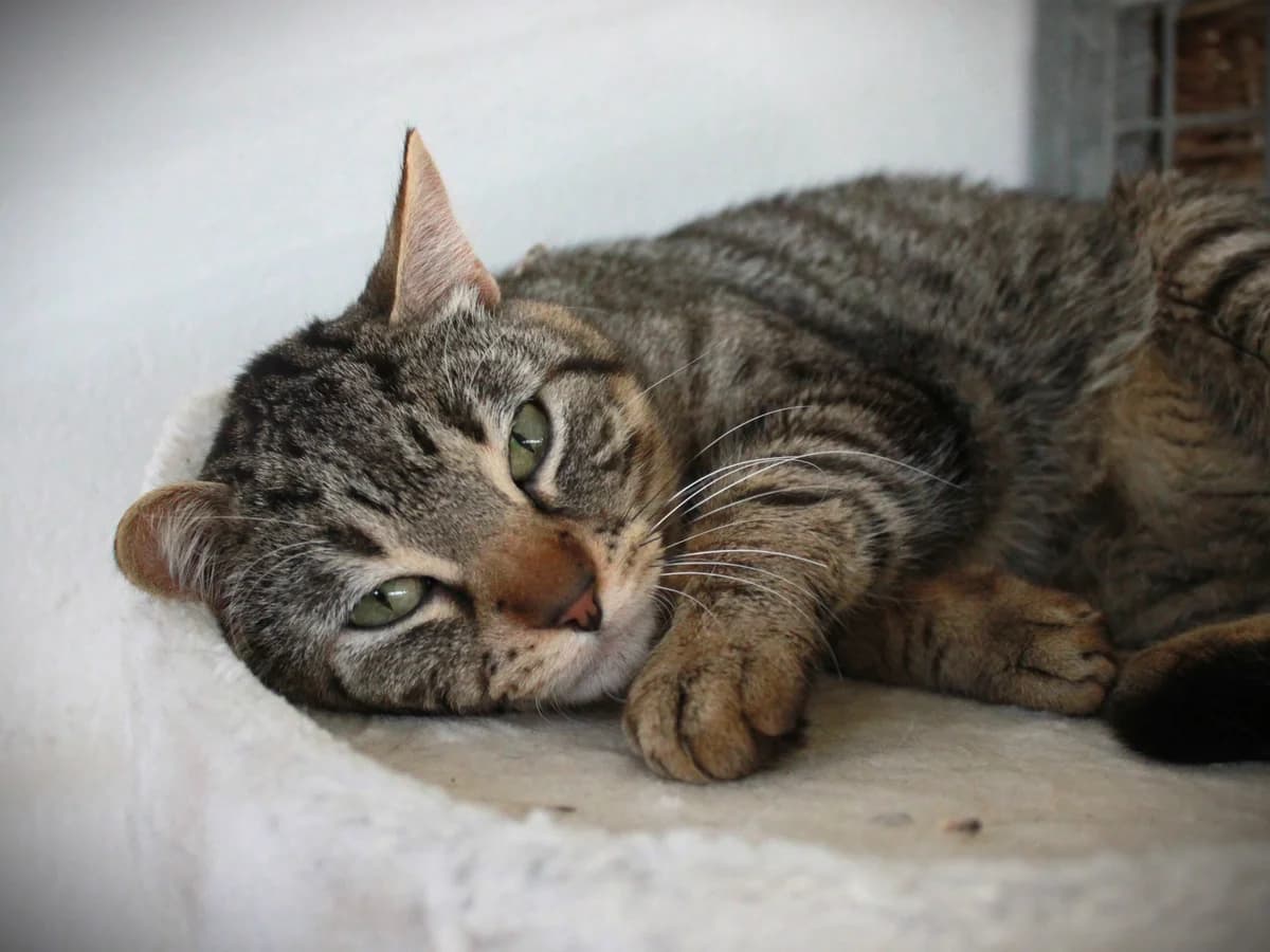 Rowan, Tigré male European Shorthair for adoption at APAGI — photo 6 of 6