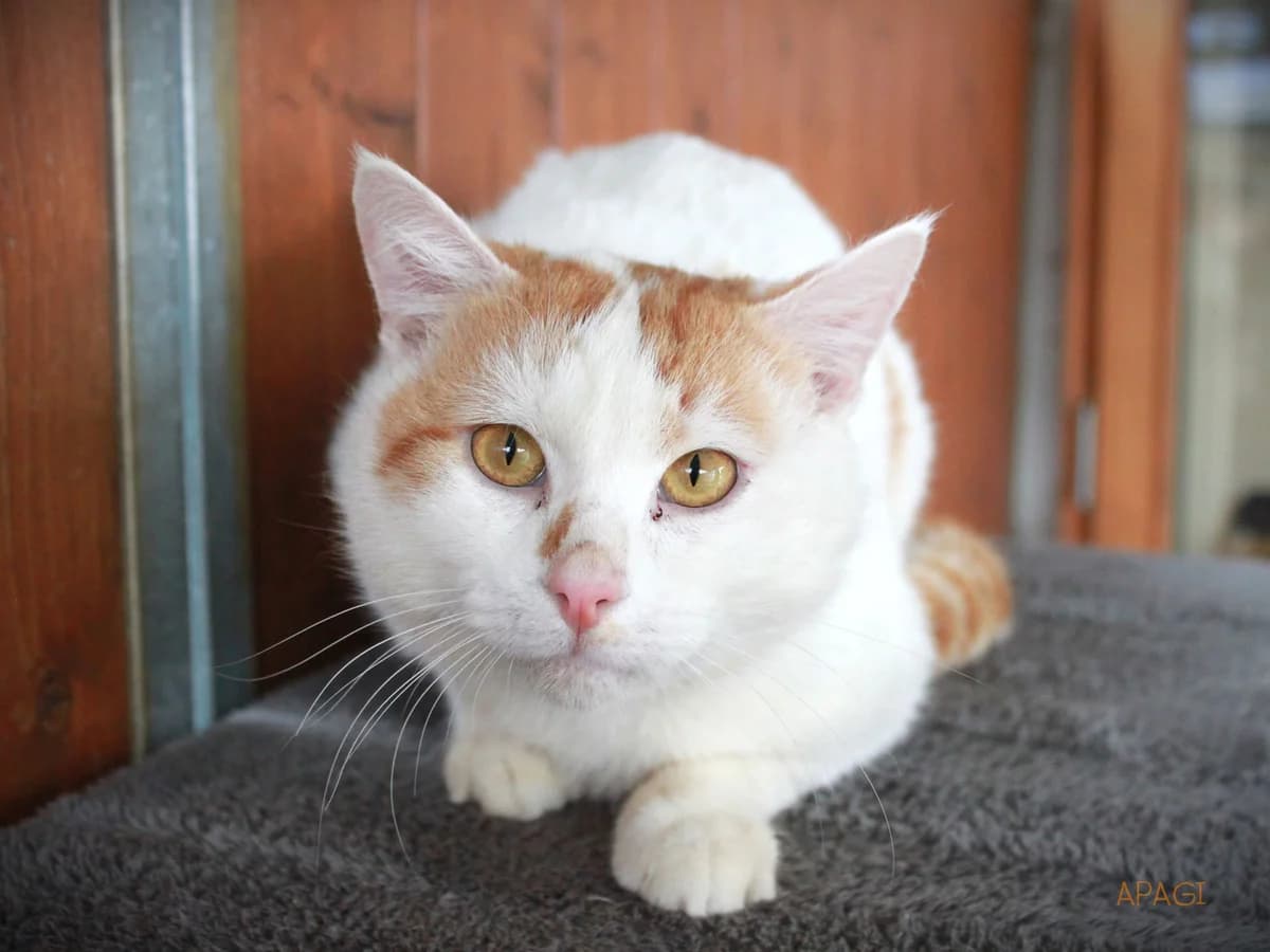 Gulan, Roux et blanc male mixed breed for adoption at APAGI