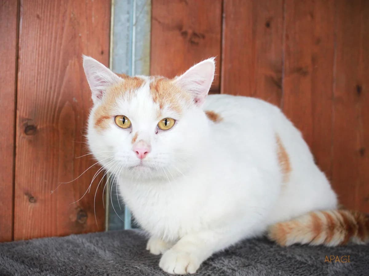 Gulan, Roux et blanc male mixed breed for adoption at APAGI — photo 2 of 4