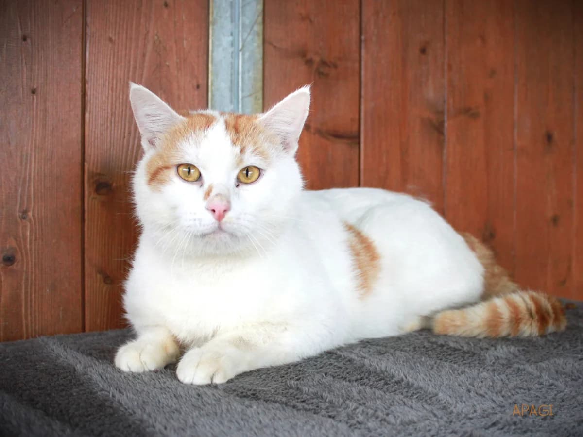 Gulan, Roux et blanc male mixed breed for adoption at APAGI — photo 3 of 4