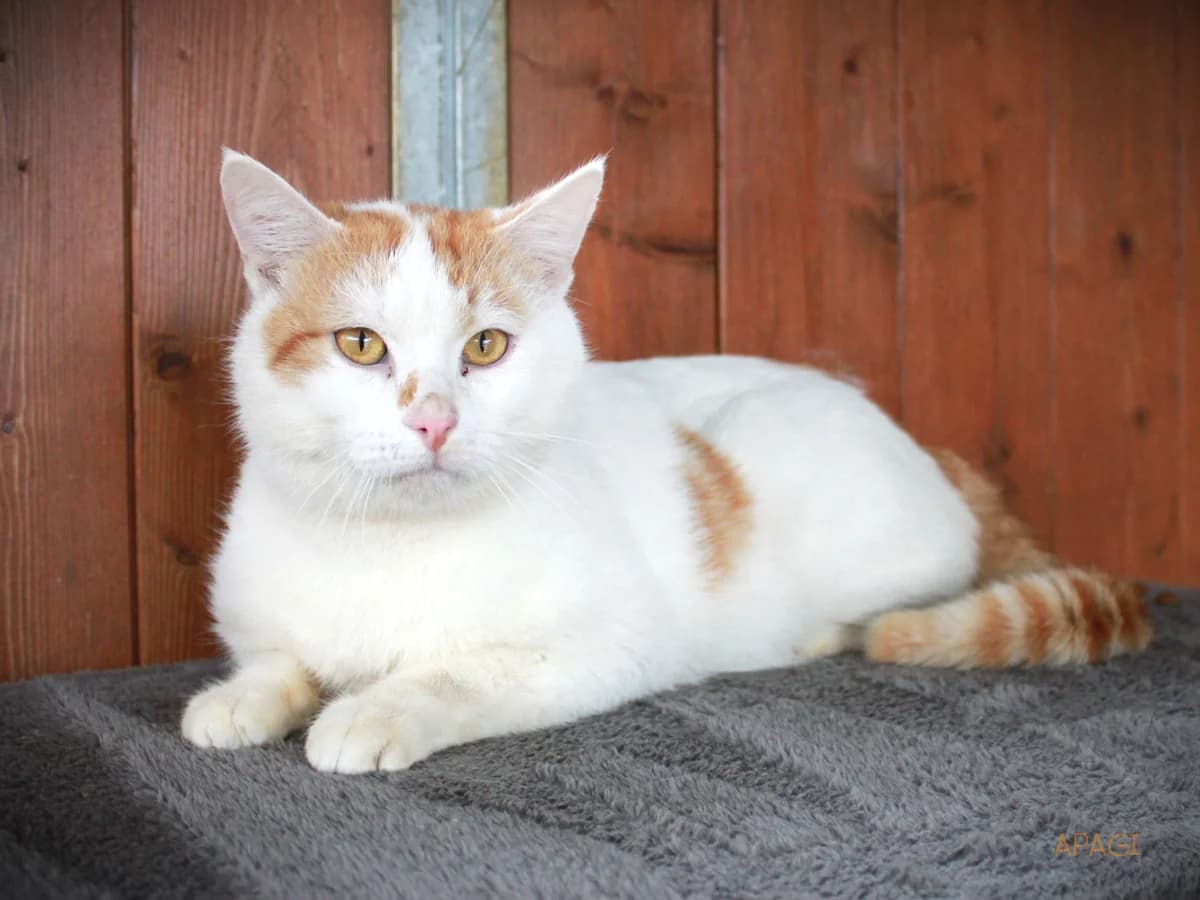 Gulan, Roux et blanc male mixed breed for adoption at APAGI — photo 4 of 4