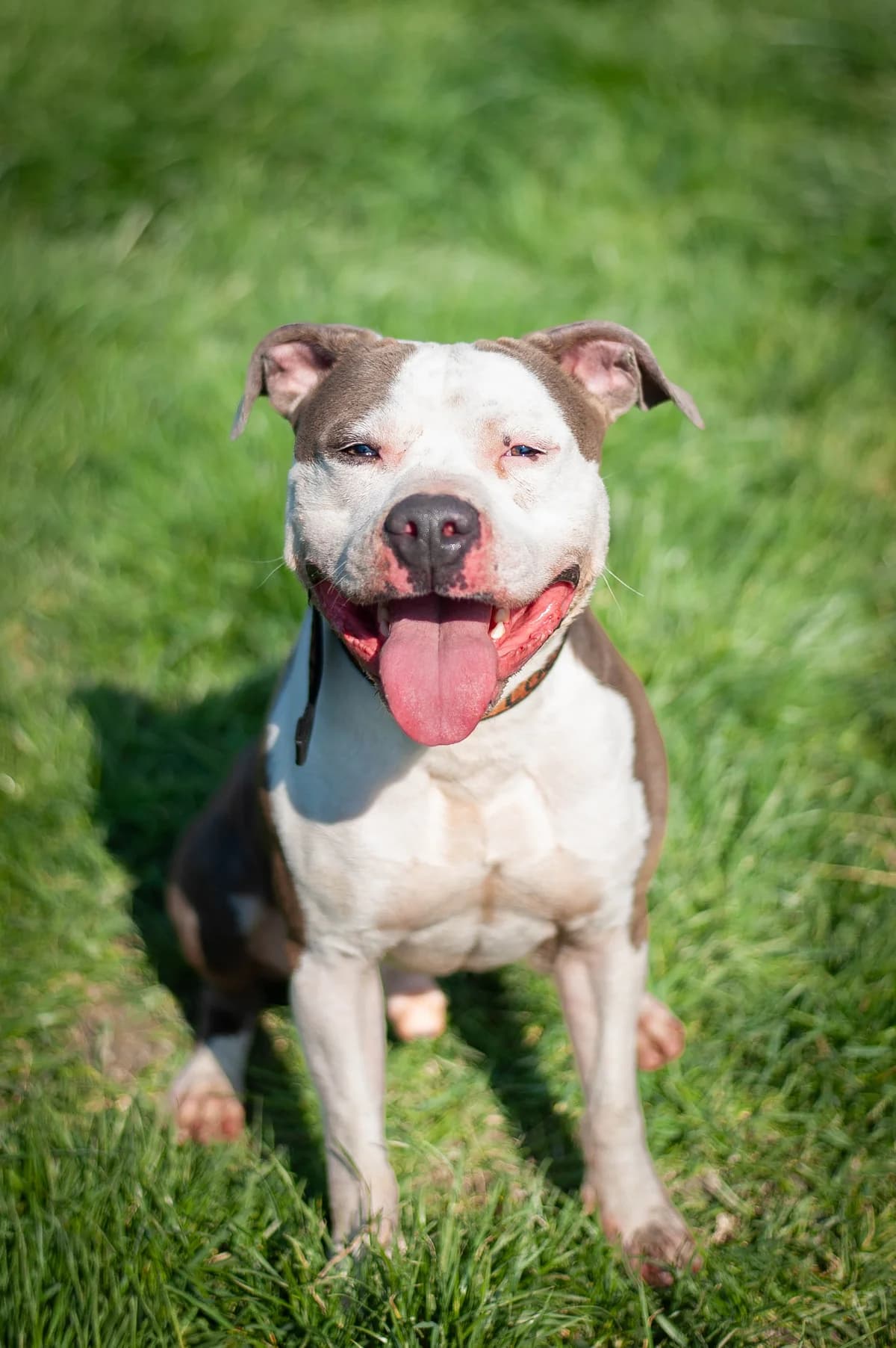 Narcos (dit Itook), Bleu panachure blanche male American Staffordshire Terrier for adoption at APAGI, Le Versoud
