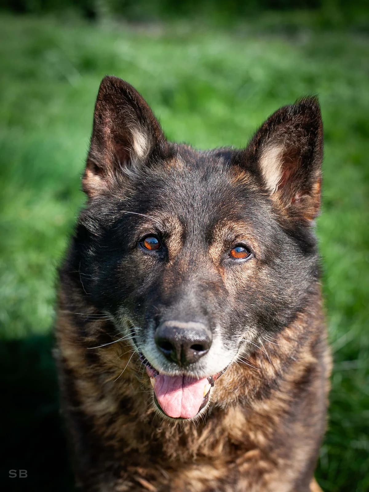 Jack, Fauve charbonnée à manteau noir à masque noir male senior German Shepherd for adoption at APAGI, Le Versoud