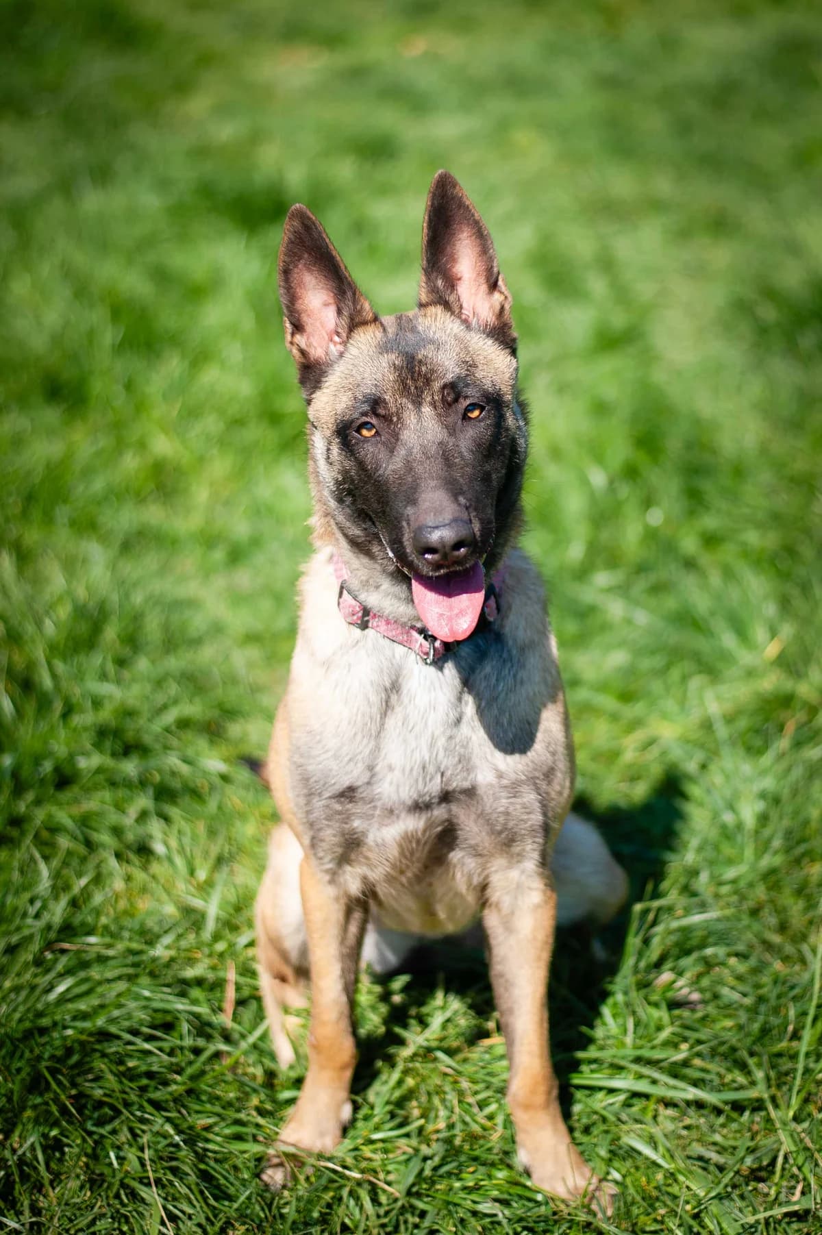 Laya, Fauve female young Belgian Malinois for adoption at APAGI, Le Versoud