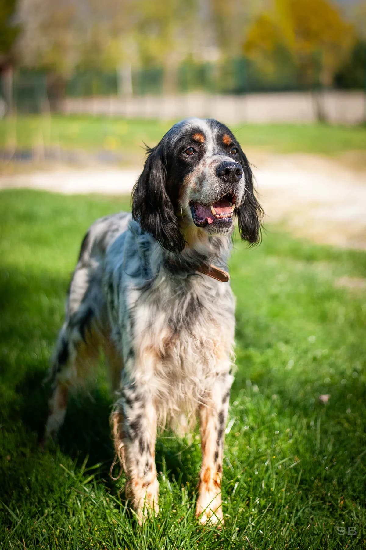 Ruben, Tricolore poils mi-longs male senior English Setter for adoption at APAGI, Le Versoud