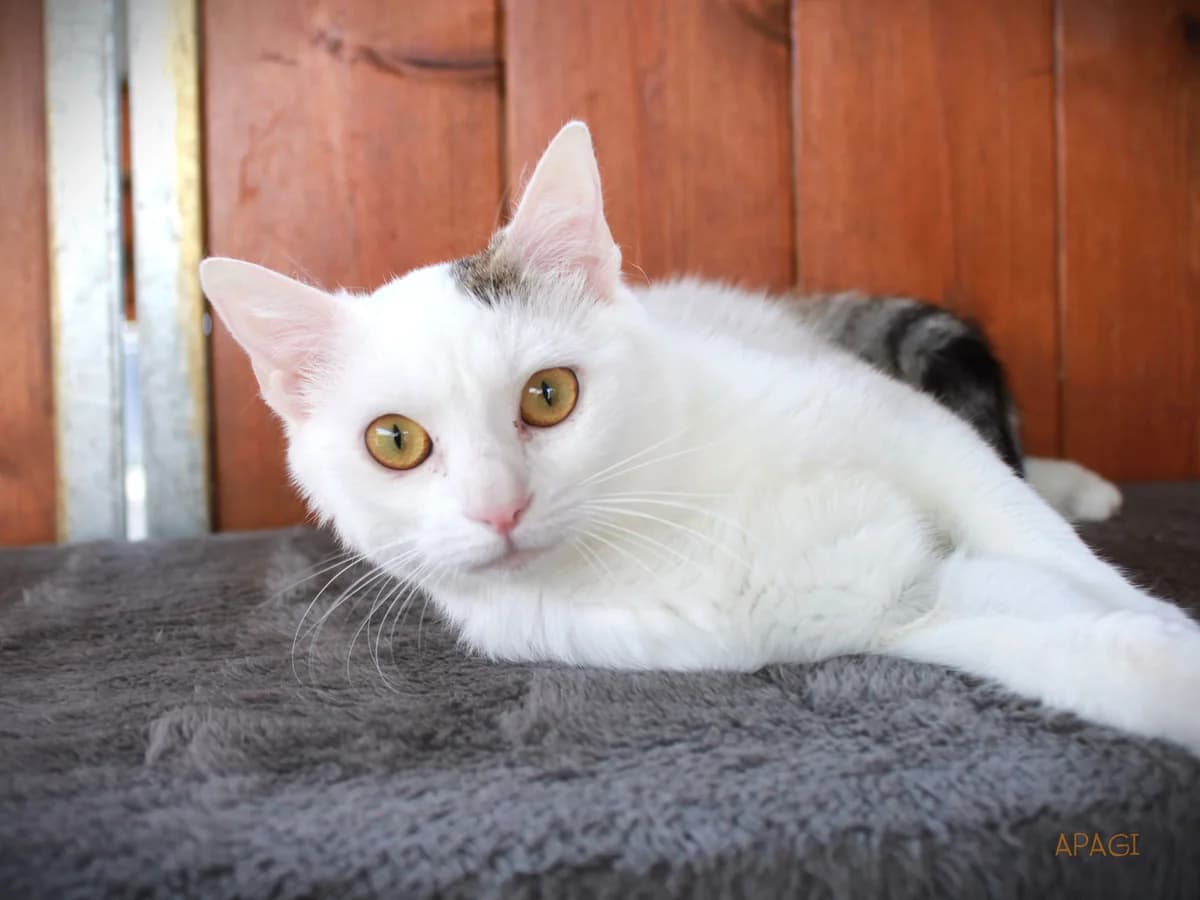 Bora, Blanche et tigrée female mixed breed for adoption at APAGI