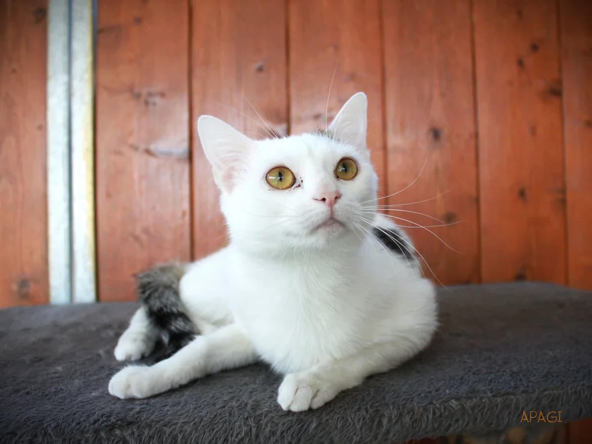 Bora, Blanche et tigrée female mixed breed for adoption at APAGI — photo 2 of 6