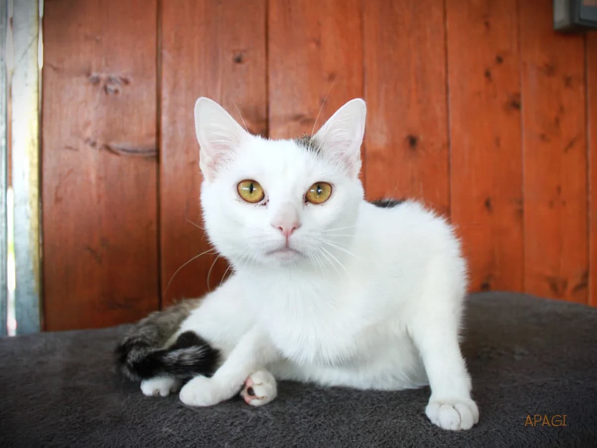 Bora, Blanche et tigrée female mixed breed for adoption at APAGI — photo 3 of 6
