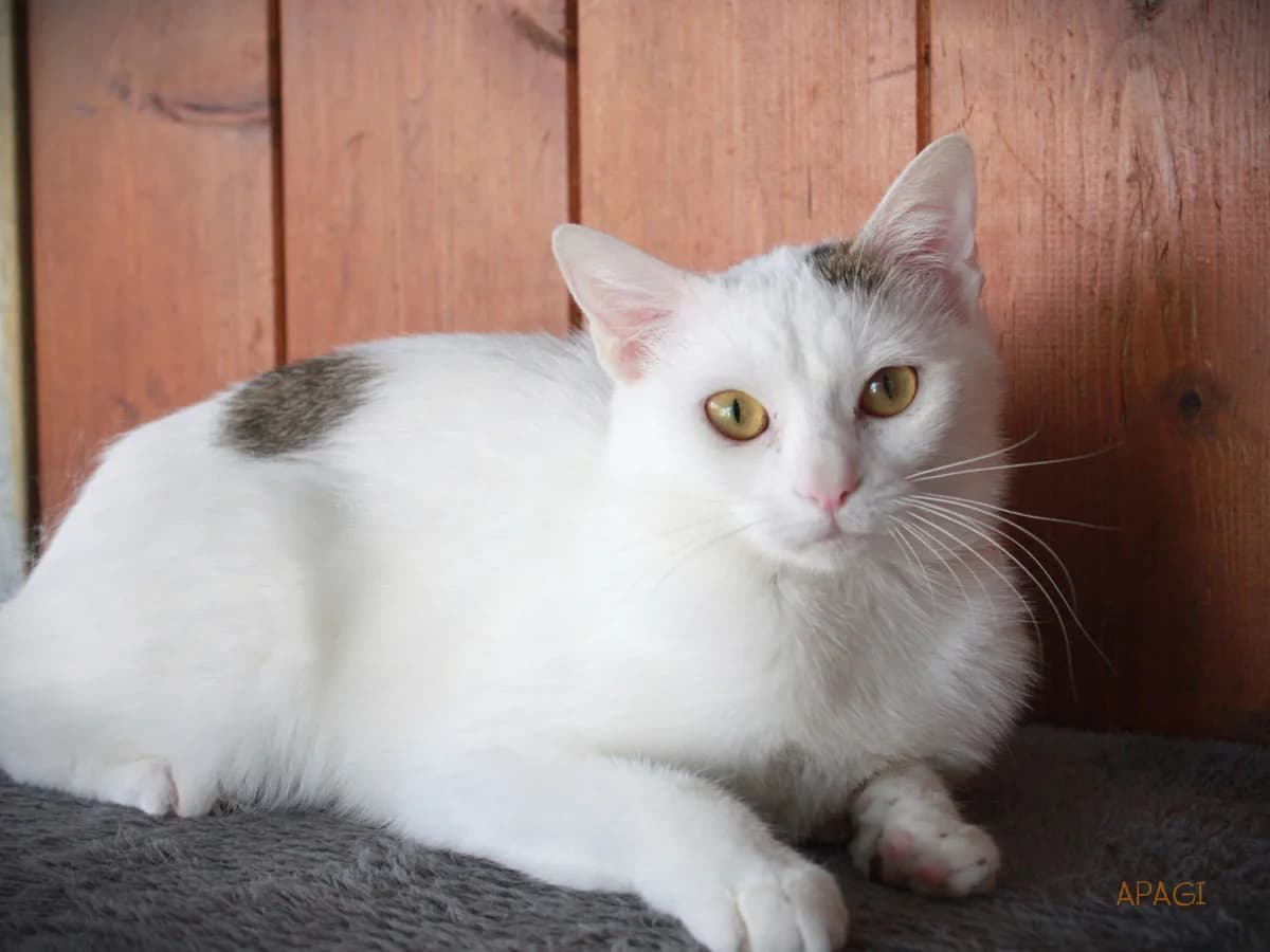 Bora, Blanche et tigrée female mixed breed for adoption at APAGI — photo 5 of 6