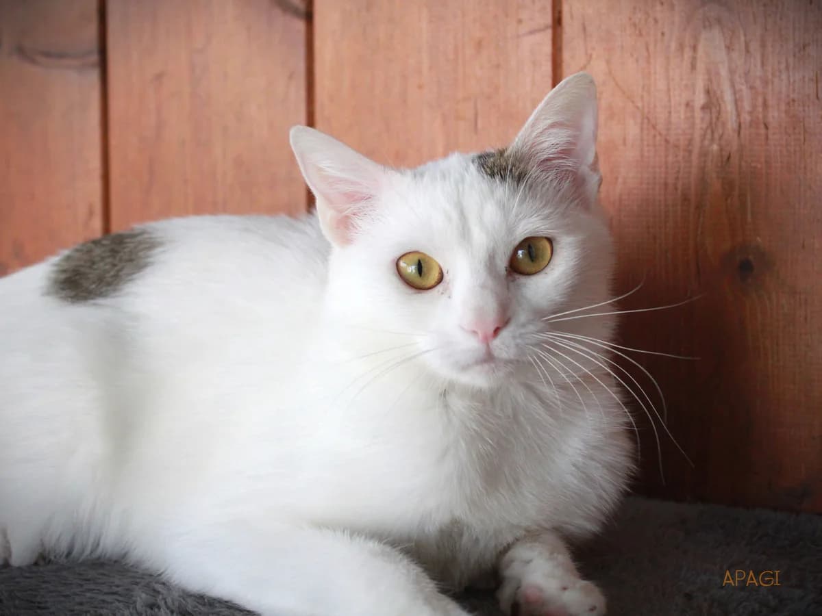 Bora, Blanche et tigrée female mixed breed for adoption at APAGI — photo 6 of 6