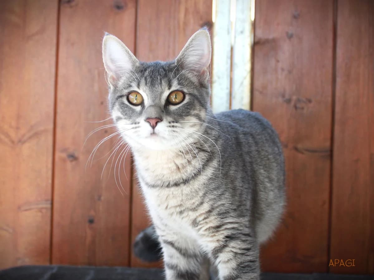 Foehn, Tigrée grise female European Shorthair for adoption at APAGI