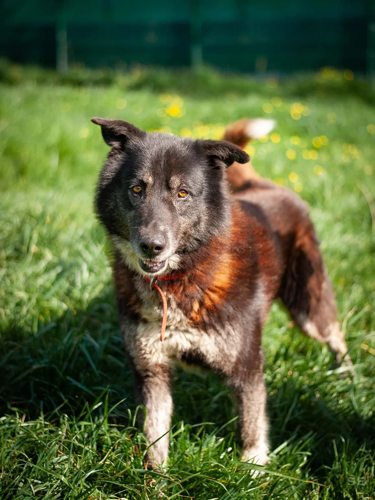 Wolfy, Marron charbonné et blanc moucheté poils longs male senior Husky for adoption at APAGI, Le Versoud