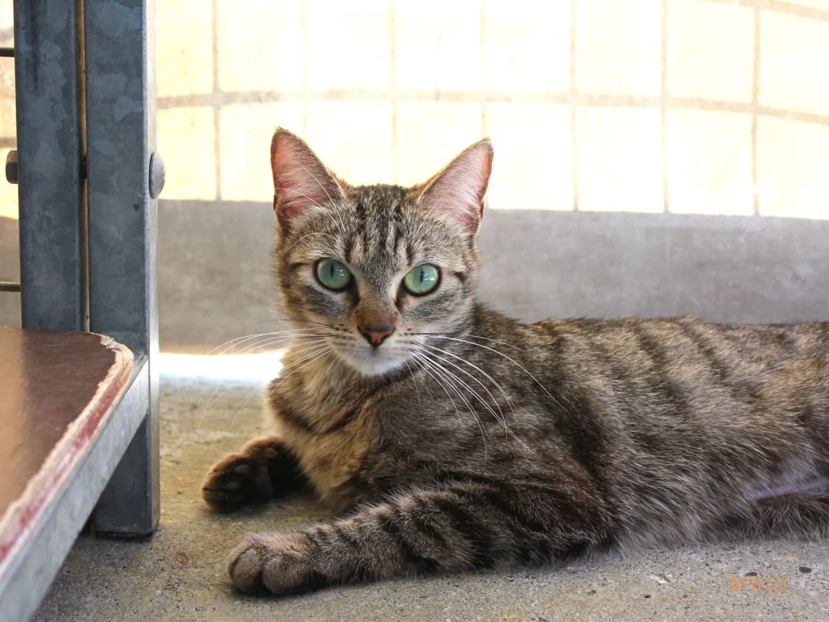 Mistral, Tigré female young European Shorthair for adoption at APAGI, Le Versoud