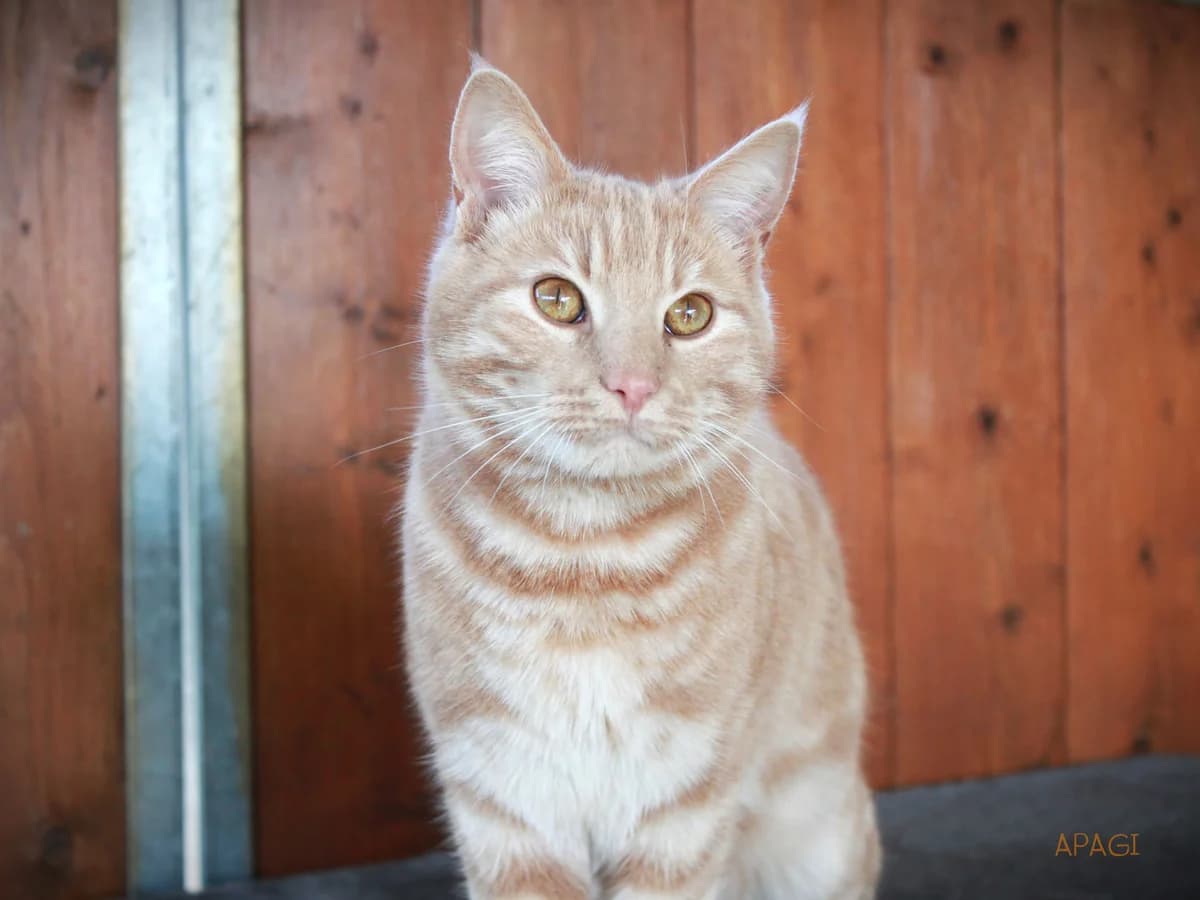 Halo, Roux male European Shorthair for adoption at APAGI