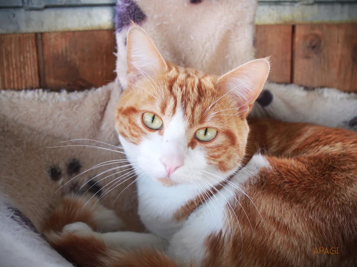 Odin, Roux et blanc male mixed breed for adoption at APAGI