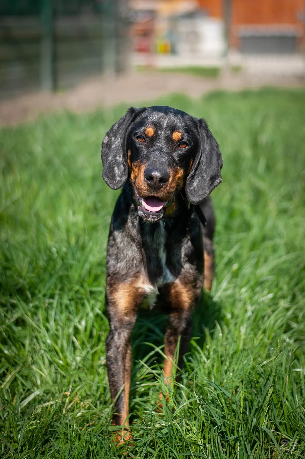 Layton, Arlequin male young mixed breed for adoption at APAGI, Le Versoud