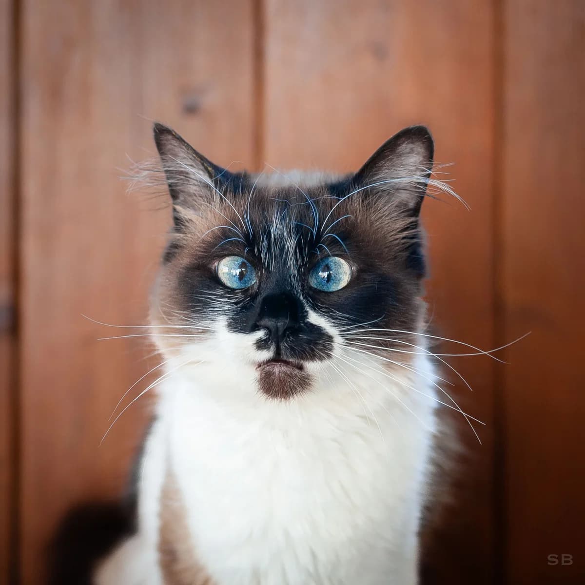 Kami, Seal point et blanche poil mi-long female young Birman for adoption at APAGI, Le Versoud