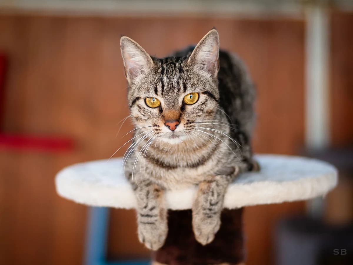 Stella, Tigré gris female puppy mixed breed for adoption at APAGI, Le Versoud