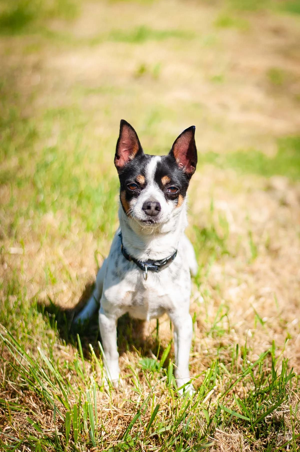 Pablo, Tricolore male 3yo Jack Russell Terrier for adoption at APAGI, Le Versoud