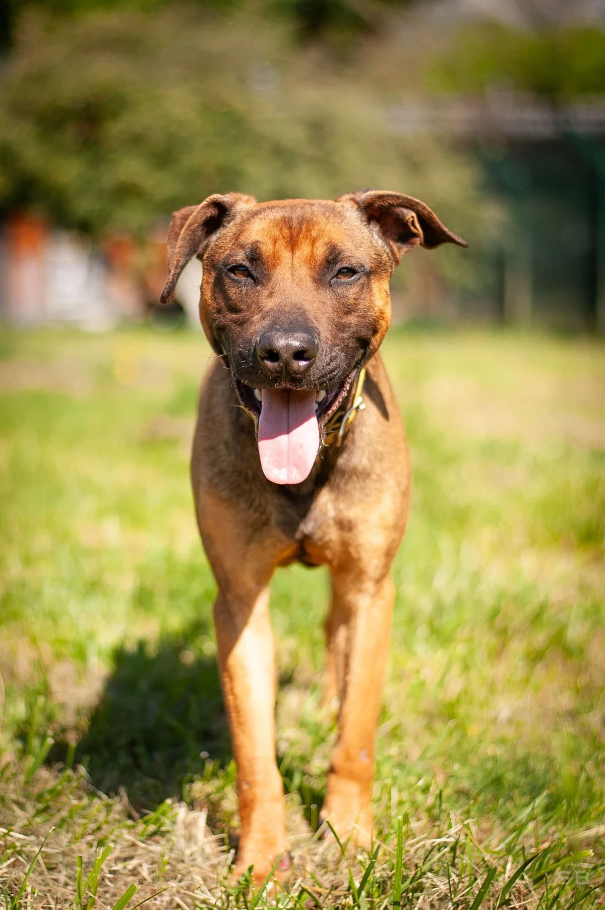 Sky, Fauve charbonné male young mixed breed for adoption at APAGI, Le Versoud