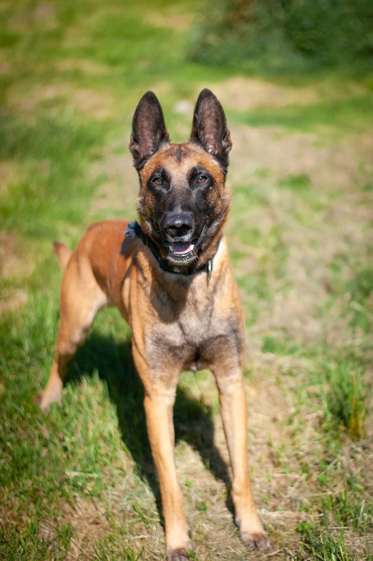 Falco, Fauve charbonné male 4yo Belgian Malinois for adoption at APAGI, Le Versoud