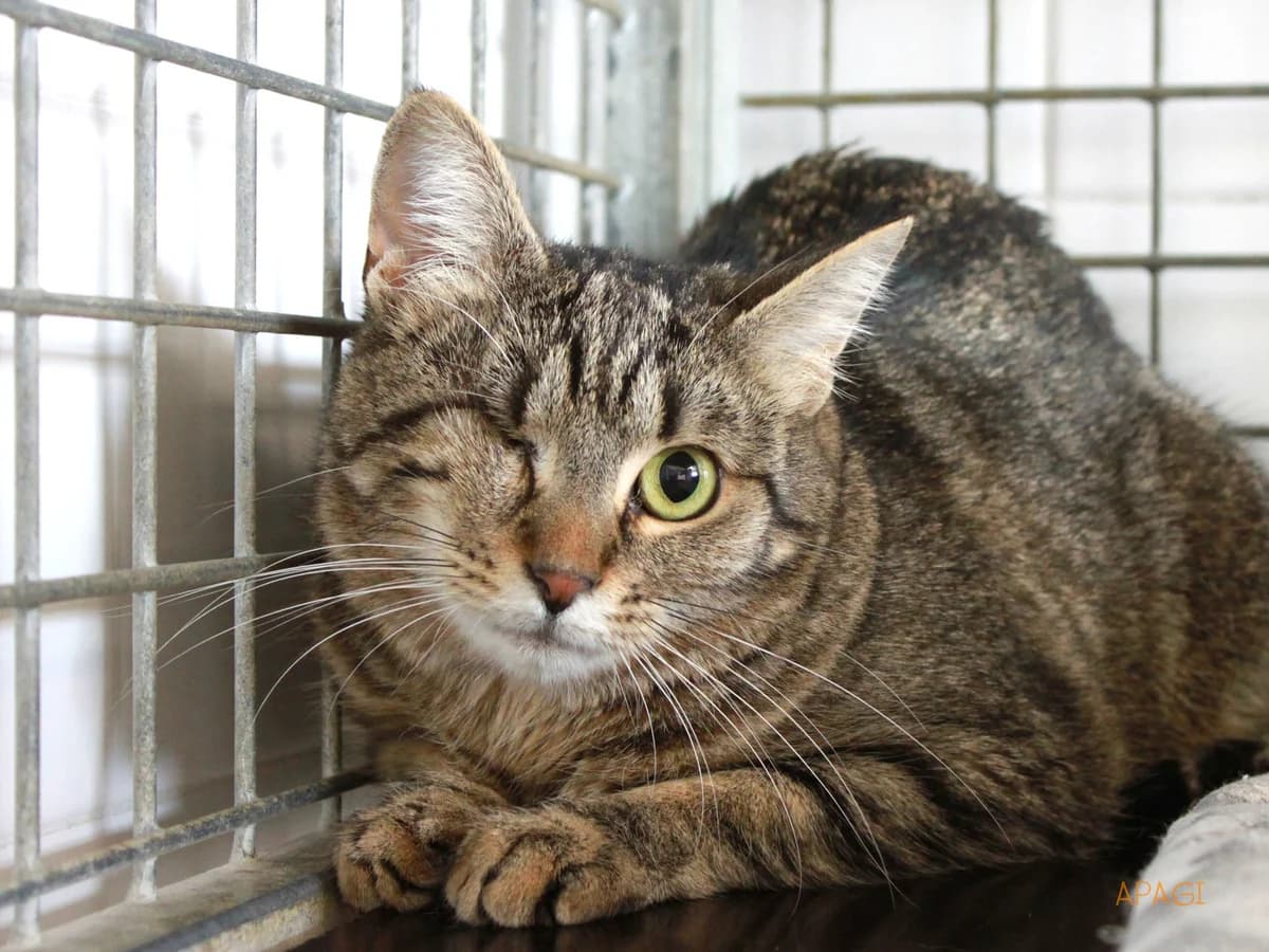 Skadi, Tigré brun female 3yo European Shorthair for adoption at APAGI, Le Versoud