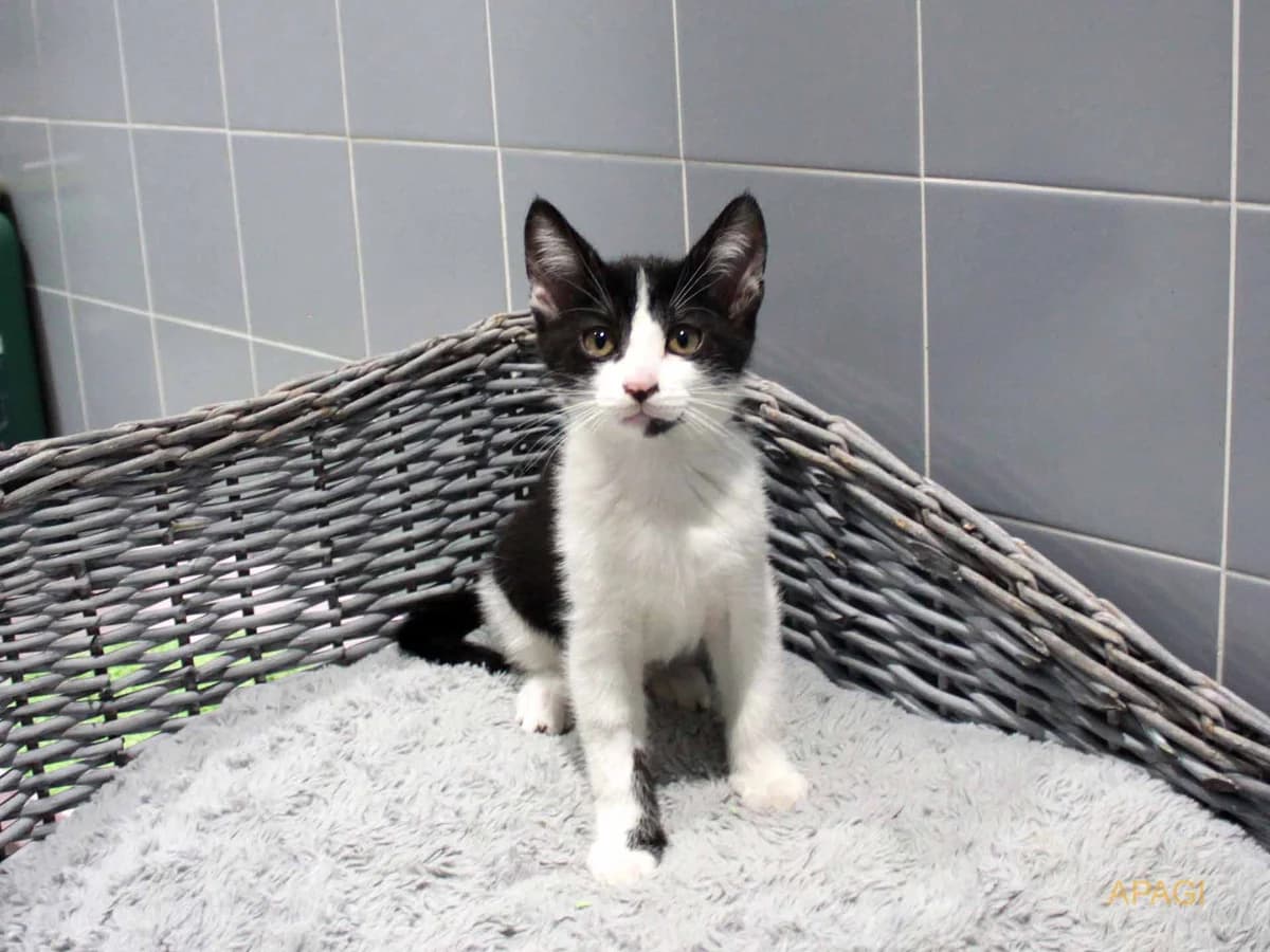 Button, Noir et blanc male puppy European Shorthair for adoption at APAGI, Le Versoud